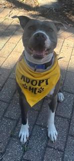 Enlarge Stormy, a ADOPTABLE mixed breed in St Petersburg, FL image 3/4