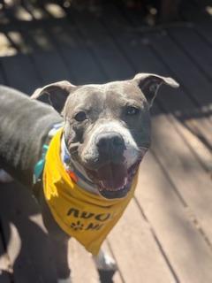 Enlarge Stormy, a ADOPTABLE mixed breed in St Petersburg, FL image 4/4