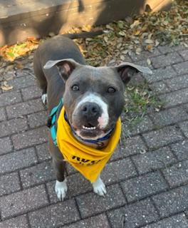 Enlarge Stormy, a ADOPTABLE mixed breed in St Petersburg, FL image 1/4