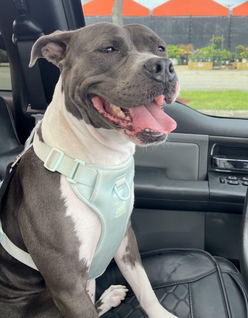 Enlarge Stormy, a ADOPTABLE mixed breed in St Petersburg, FL image 4/4