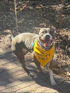 Enlarge Stormy, a ADOPTABLE mixed breed in St Petersburg, FL image 2/4