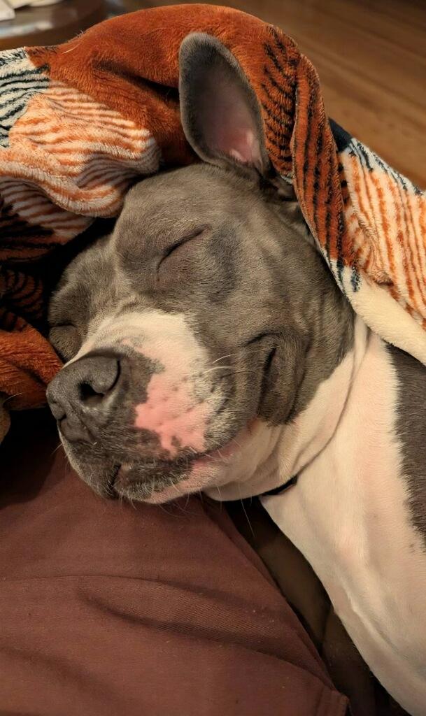 Enlarge Stormy, a ADOPTABLE mixed breed in St Petersburg, FL image 3/4