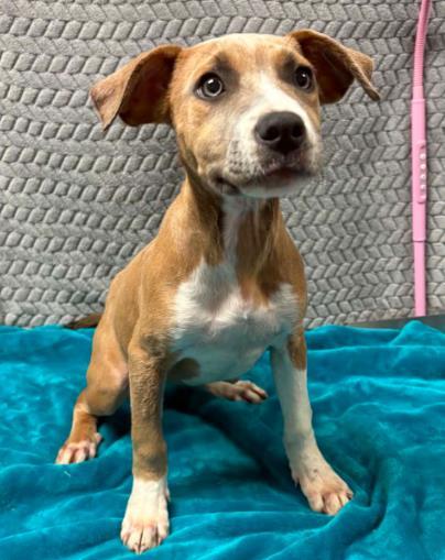 Magnolia, Adoptable, Puppy Female Terrier & Mixed Breed.