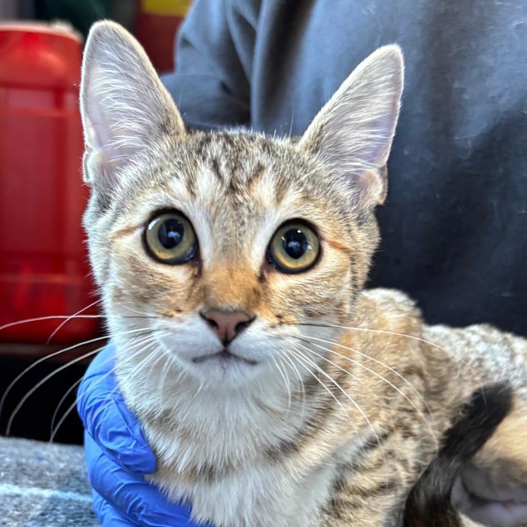 LAFFY TAFFY, Adoptable, Young Female Domestic Short Hair.
