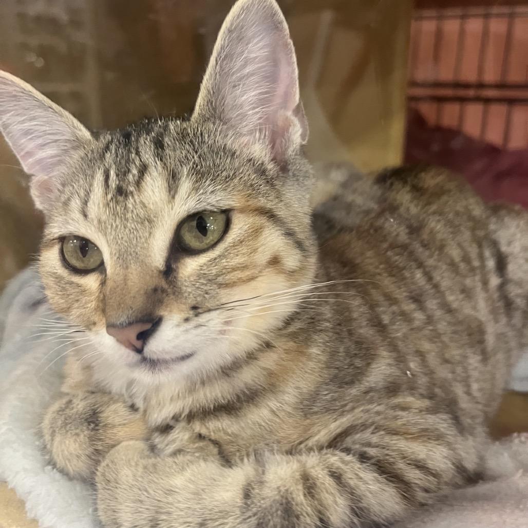 Enlarge LAFFY TAFFY, a Adoptable mixed breed in Kyle, TX image 2/3