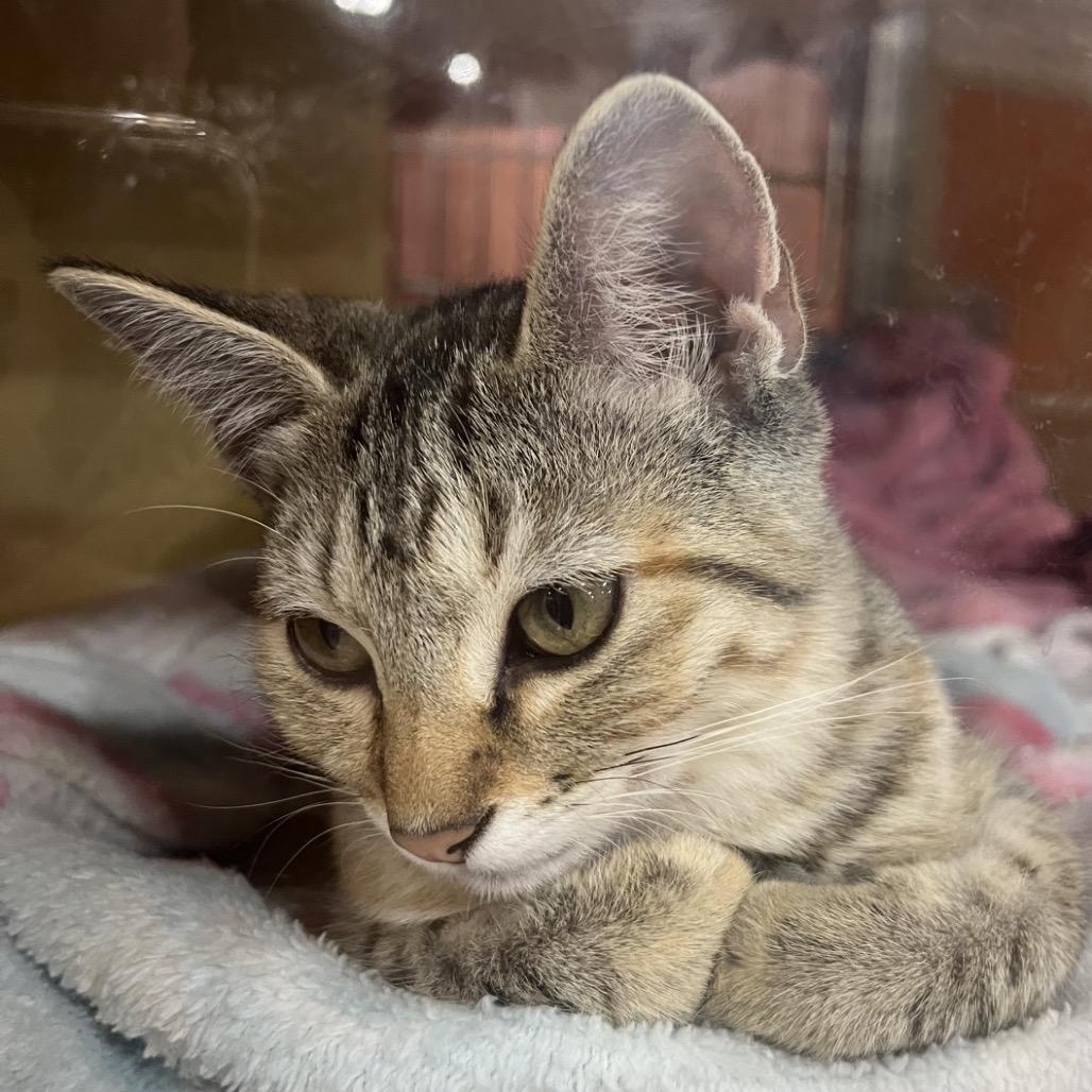 Enlarge LAFFY TAFFY, a Adoptable mixed breed in Kyle, TX image 3/3