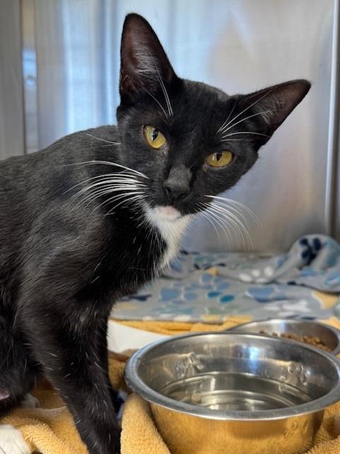 MERCEDES, Adoptable, Young Female Domestic Short Hair.