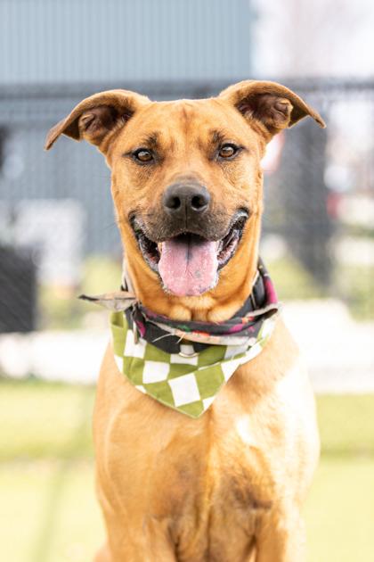 Hank FKA Lightning McQueen