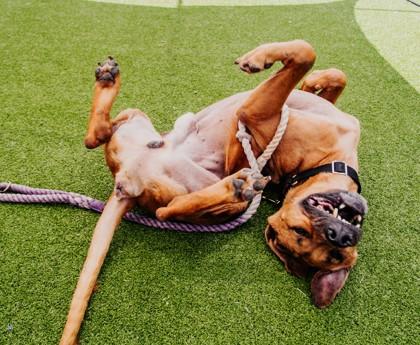 Enlarge Hank FKA Lightning McQueen, a Adoptable Mixed Breed in Clementon, NJ image 1/2