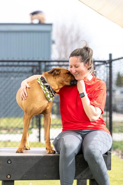Enlarge Hank FKA Lightning McQueen, a Adoptable Mixed Breed in Clementon, NJ image 2/3