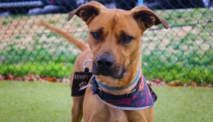 Hank FKA Lightning McQueen, Adoptable, Adult Male Mixed Breed & Mixed Breed.
