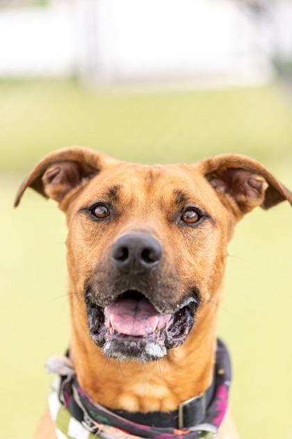 Enlarge Hank FKA Lightning McQueen, a Adoptable Mixed Breed in Clementon, NJ image 3/3