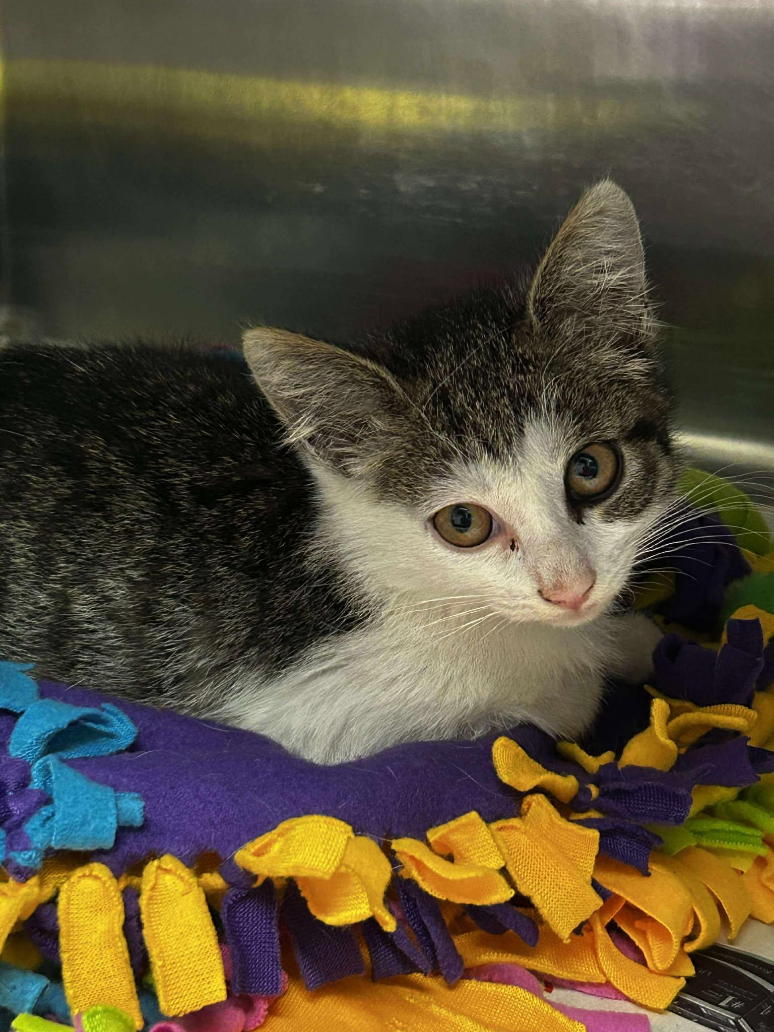 Nilay, an adoptable Domestic Short Hair Mix in Spruce Pine, NC_image-1