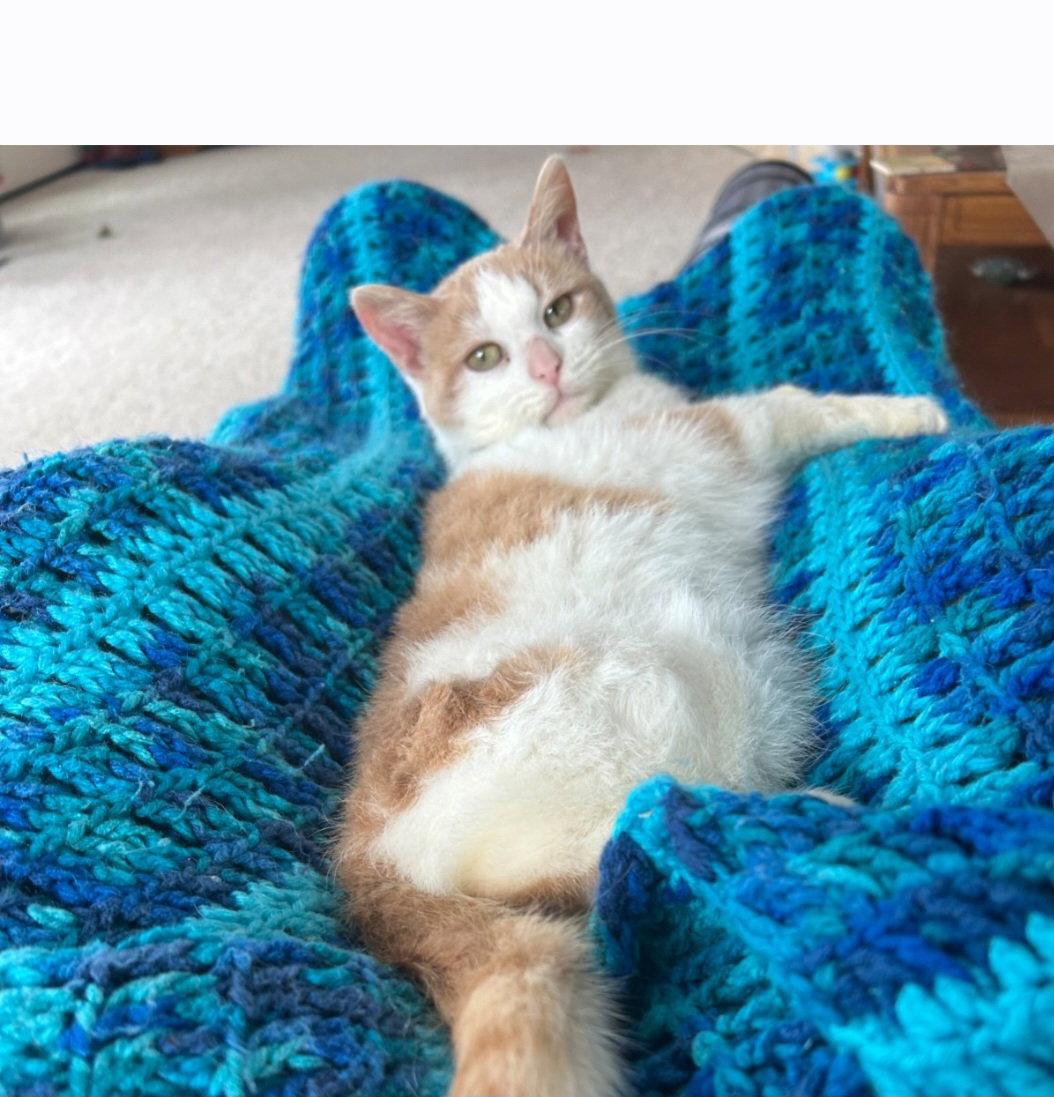 Havasu, Adoptable, Adult Female Domestic Short Hair.