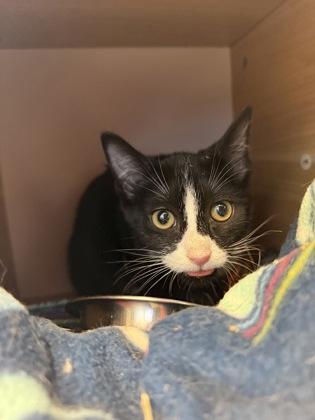 Nick Amaro, Adoptable, Kitten Male Domestic Short Hair & Domestic Short Hair.