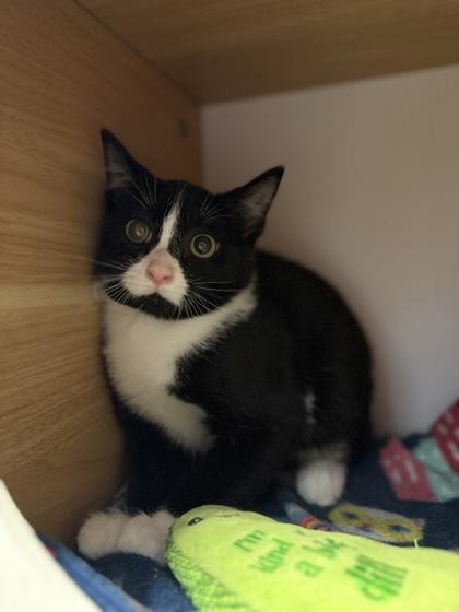 Enlarge Nick Amaro, a Adoptable mixed breed in Harbor Springs, MI image 1/1