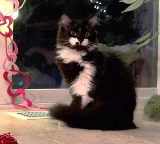 Enlarge Pippy and Ziggy, a ADOPTABLE Domestic Long Hair in Wasilla, AK image 2/2