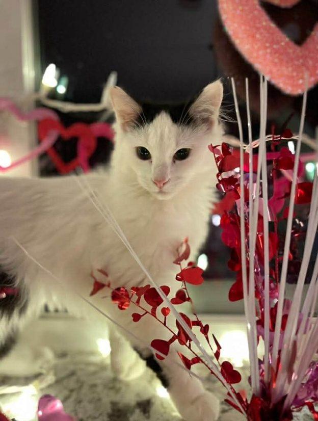 Enlarge Pippy and Ziggy, a ADOPTABLE Domestic Long Hair in Wasilla, AK image 1/2