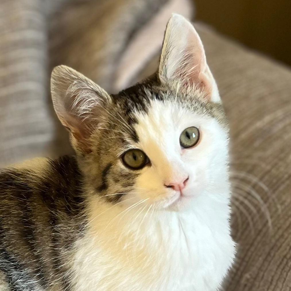 Trumpet, ADOPTABLE, Kitten Female Domestic Short Hair.