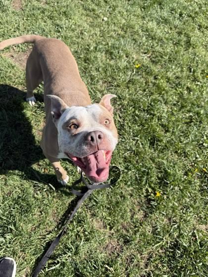 Enlarge Koda, a Adoptable mixed breed in Scottsbluff, NE image 1/3