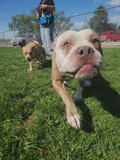 Enlarge Koda, a Adoptable mixed breed in Scottsbluff, NE image 2/3