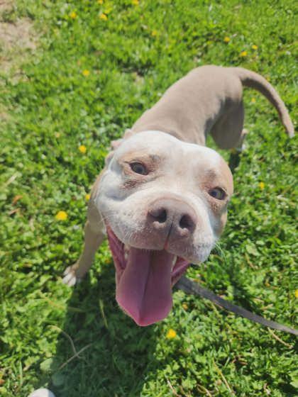 Enlarge Koda, a Adoptable mixed breed in Scottsbluff, NE image 3/3