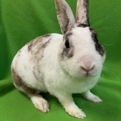 Enlarge Smitten, an adoptable Mini Rex in Haltom City, TX image 4/4