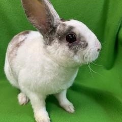 Enlarge Smitten, an adoptable Mini Rex in Haltom City, TX image 3/4