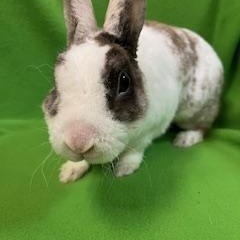 Enlarge Smitten, an adoptable Mini Rex in Haltom City, TX image 2/4