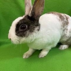 Smitten, adoptable, Senior Male Mini Rex.