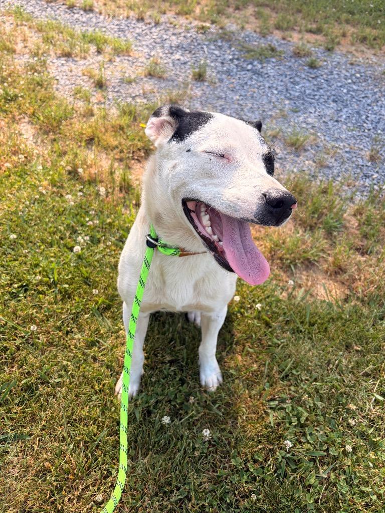 Blanch, Adoptable, Young Female Collie & Mixed Breed.