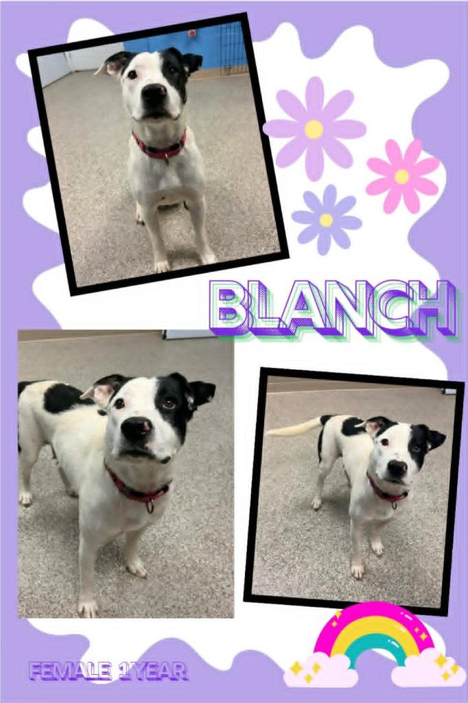Blanch, a Adoptable mixed breed in Blountville, TN image 2/2