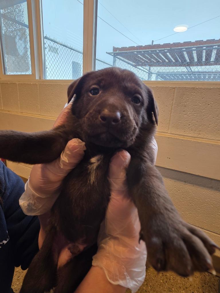 Forge, Adoptable, Puppy Male Labrador Retriever & Pit Bull Terrier.