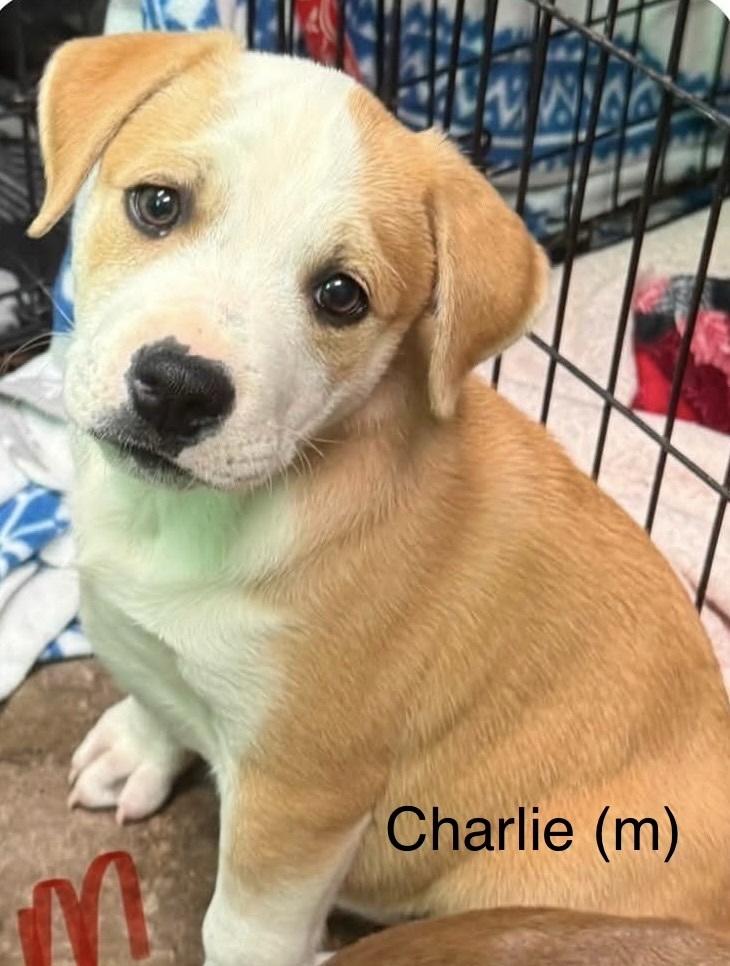 Charlie (Seven Wonders 2026), Adoptable, Puppy Male Pit Bull Terrier & Mixed Breed.