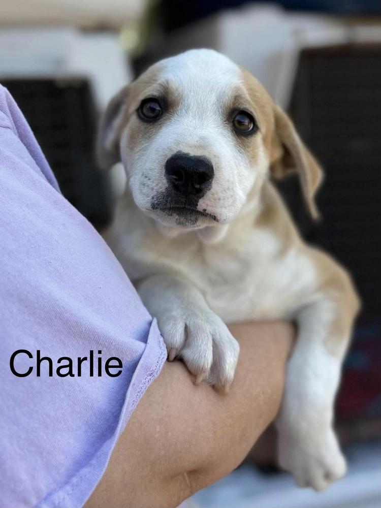 Enlarge Charlie (Seven Wonders 2026), a Adoptable mixed breed in Wenonah, NJ image 2/3