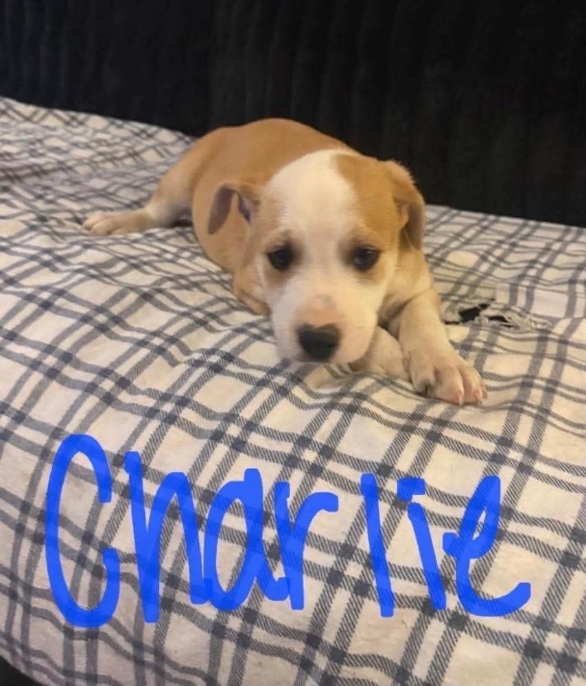 Enlarge Charlie (Seven Wonders 2026), a Adoptable mixed breed in Wenonah, NJ image 3/3