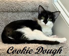 Enlarge Cookie Dough, a Adoptable Tuxedo in West End, NC image 5/6