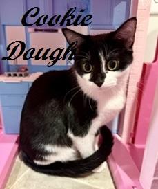 Enlarge Cookie Dough, a Adoptable Tuxedo in West End, NC image 1/6