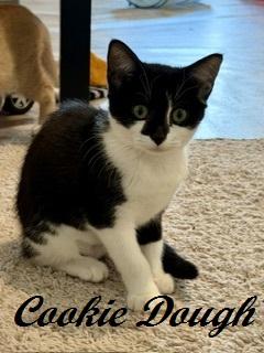Enlarge Cookie Dough, a Adoptable Tuxedo in West End, NC image 3/6