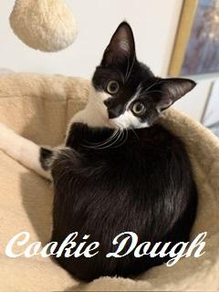 Enlarge Cookie Dough, a Adoptable Tuxedo in West End, NC image 2/6
