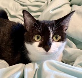 Enlarge Cookie Dough, a Adoptable Tuxedo in West End, NC image 6/6