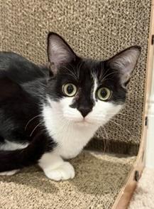Enlarge Cookie Dough, a Adoptable Tuxedo in West End, NC image 4/6