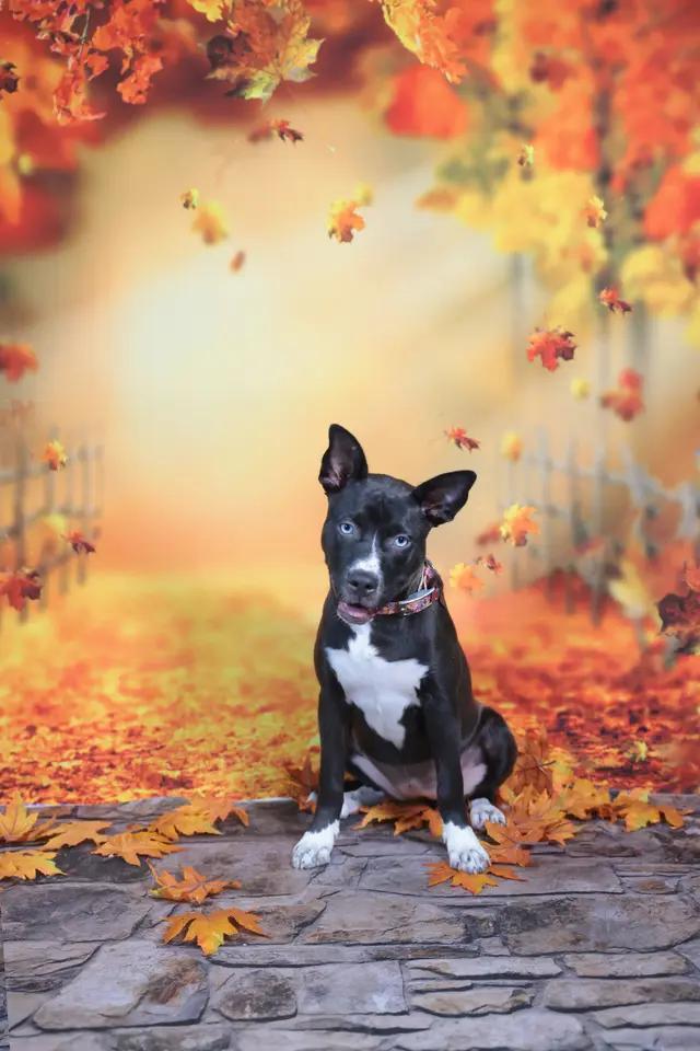 Enlarge Storm, a Adoptable mixed breed in Troy, MI image 5/6