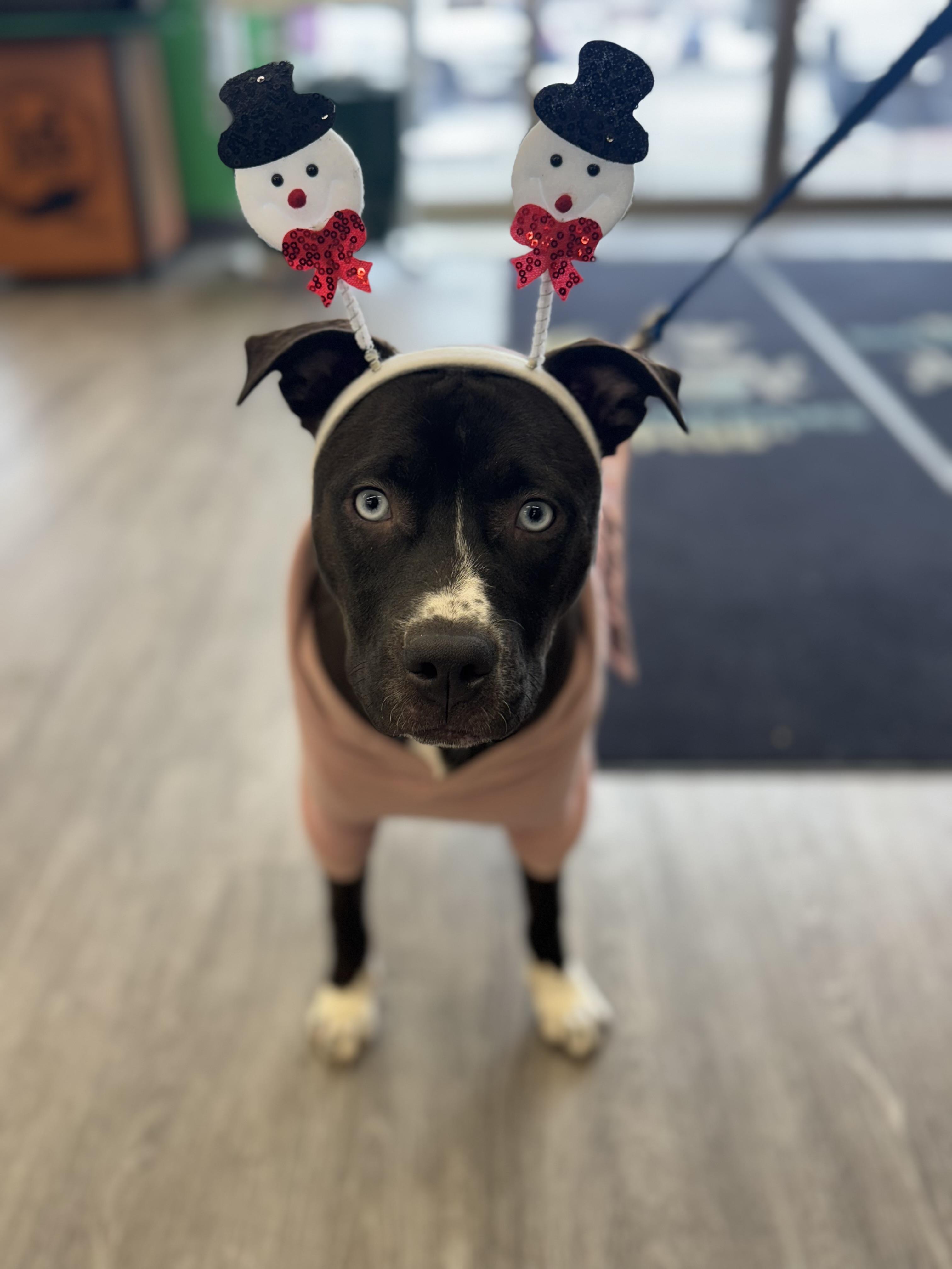 Enlarge Storm, a Adoptable mixed breed in Troy, MI image 1/6