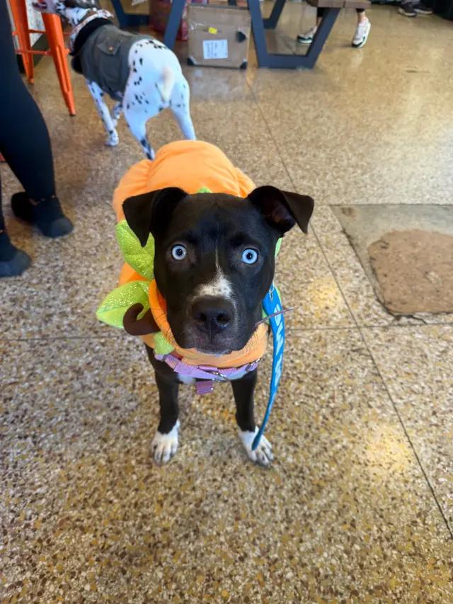 Enlarge Storm, a Adoptable mixed breed in Troy, MI image 4/6