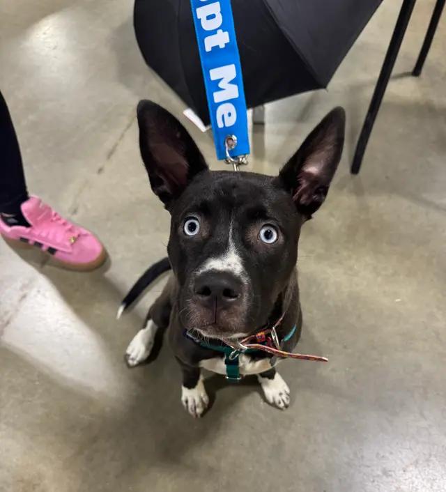 Enlarge Storm, a Adoptable mixed breed in Troy, MI image 2/6