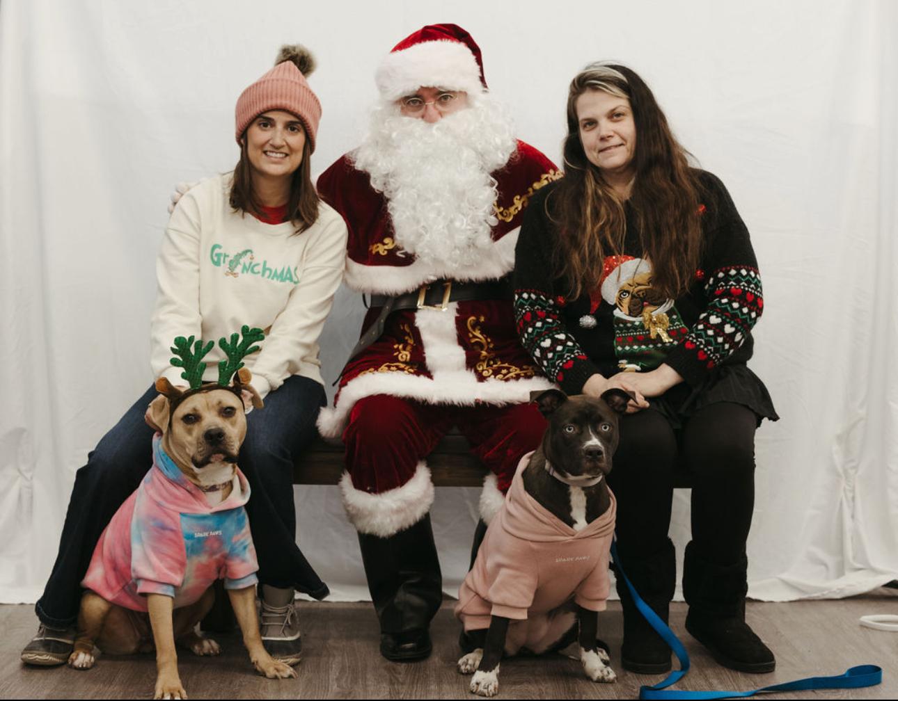 Enlarge Storm, a Adoptable mixed breed in Troy, MI image 3/6