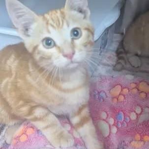 Enlarge Georgie, a Adopted Domestic Short Hair in Brooks, AB image 1/1