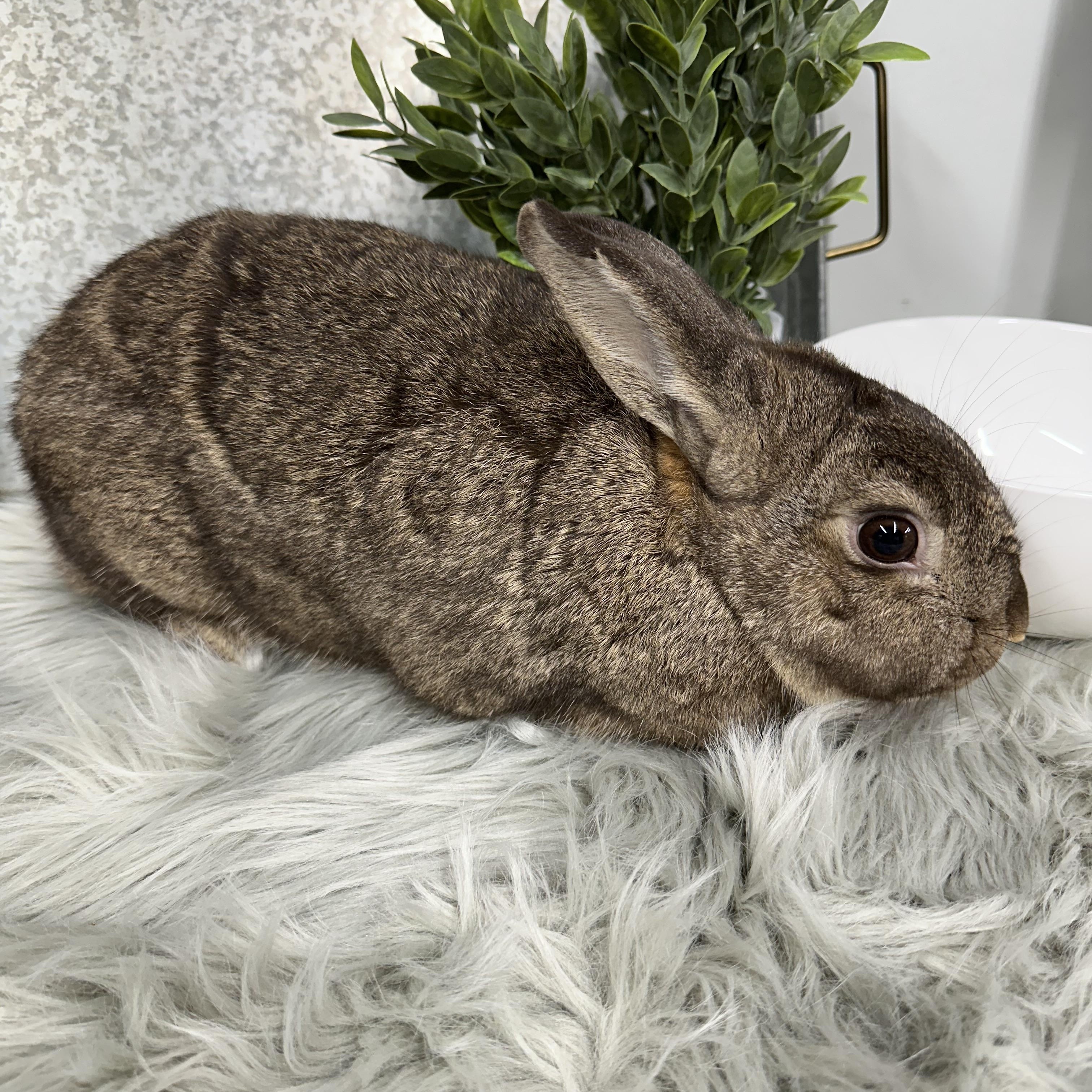 Enlarge Oakley, a Adoptable Bunny Rabbit in Columbia, SC image 1/4