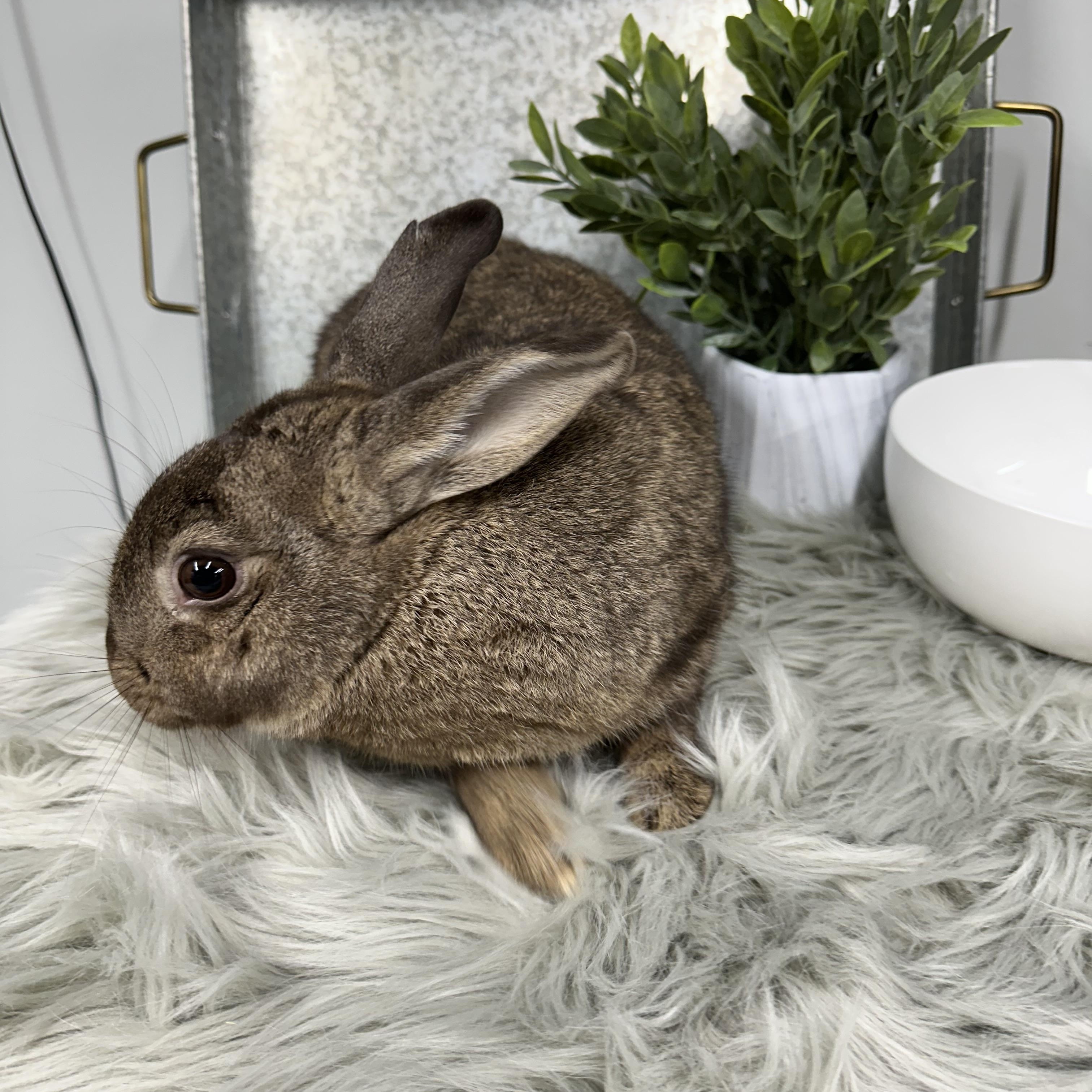 Enlarge Oakley, a Adoptable Bunny Rabbit in Columbia, SC image 2/4